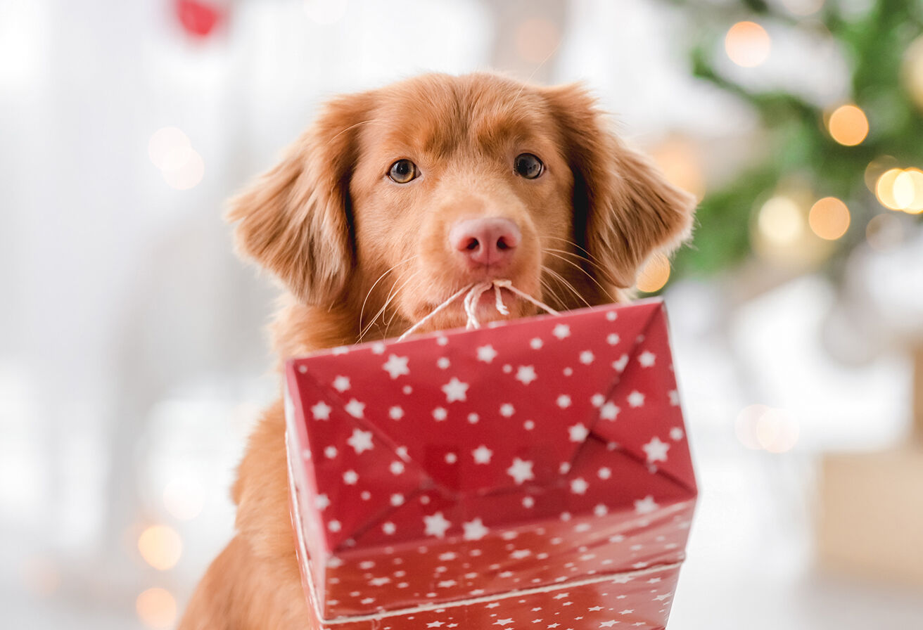 dog holding red-wrapped present by ribbon in its mouth